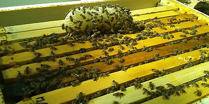 Χρυσό αστέρι και τρίτη θέση για το μέλι Αρναίας