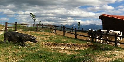 Φάρμα Μπράλου - από τη φάρμα στο... τραπέζι