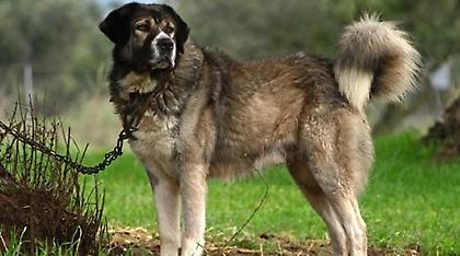 Καρδίτσα: Τσοπανόσκυλα επιτέθηκαν και τραυμάτισαν τρία κοριτσάκια