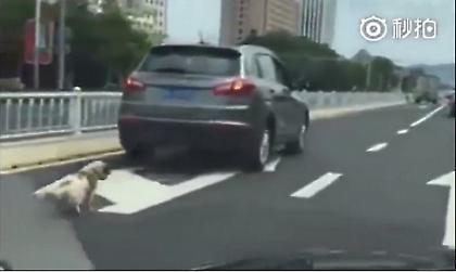 Αγριότητα: Σέρνει το σκυλί του δεμένο στον προφυλακτήρα του αυτοκινήτου