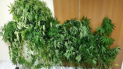 Φύτευε χασισοφυτείες σε όλο το δάσος της Πτολεμαΐδας