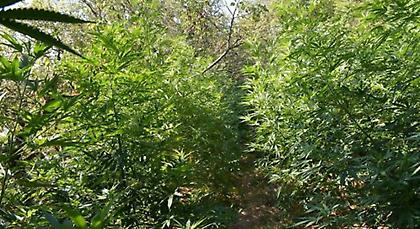 Μεγάλη επιχείρηση για ναρκωτικά στα Χανιά