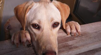 Σοκαριστικά στοιχεία για την κακοποίηση ζώων στην Ελλάδα