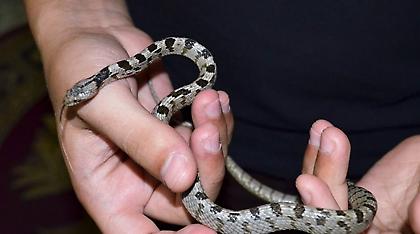 Εμφανίστηκε το πρώτο φιδάκι της Παναγίας στην Κεφαλονιά! (pics)