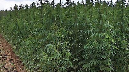 Ηλεία: Συνελήφθη 66χρονος για καλλιέργεια κάνναβης