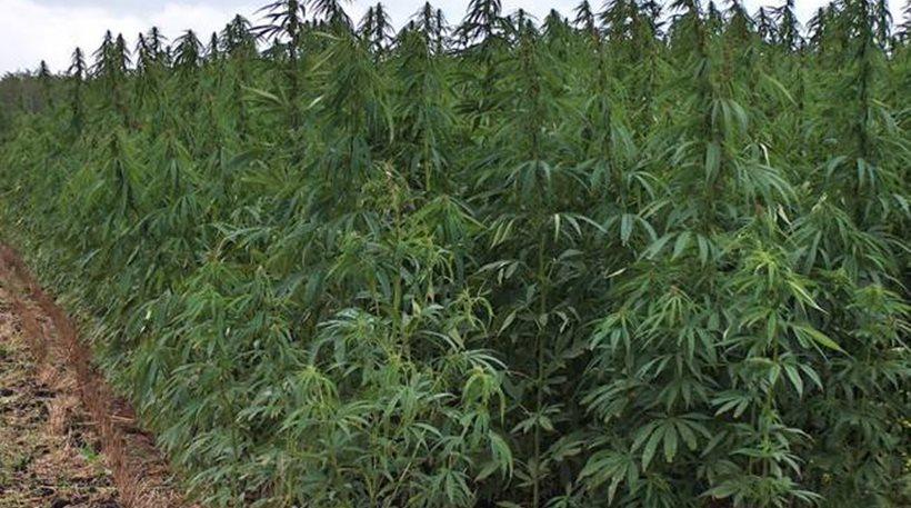 Ηλεία: Συνελήφθη 66χρονος για καλλιέργεια κάνναβης