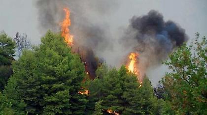 Πυρκαγιά στο Θύμιο Καρύστου