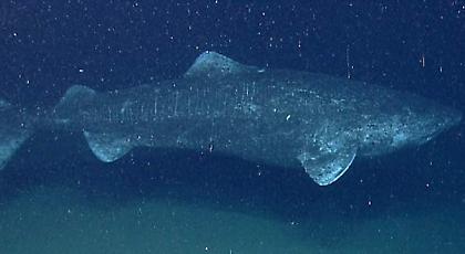 «Μαθουσάλες» καρχαρίες της Γροιλανδίας: Ζουν... 400 χρόνια -Ωριμάζουν σεξουαλικά στα 150