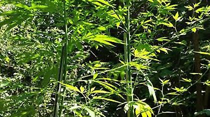 Φλώρινα: Είχε στήσει χασισοκαλλιέργεια δίπλα στο σπίτι του