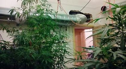 Φυτεία υδροπονικής κάνναβης εντοπίστηκε στα… Κάτω Πατήσια!