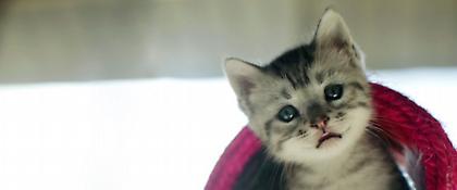 Αίσχος: Serial killer τετράποδων στην Αμερική κράταγε στο ψυγείο 42 νεκρές γάτες