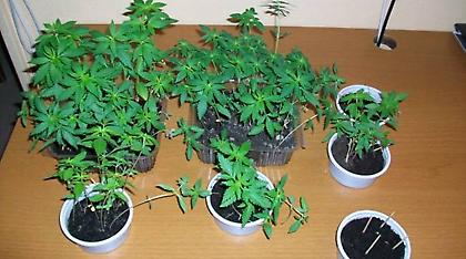 Βρήκαν εργαστήριο καλλιέργειας δενδρυλλίων κάνναβης στην Κέρκυρα