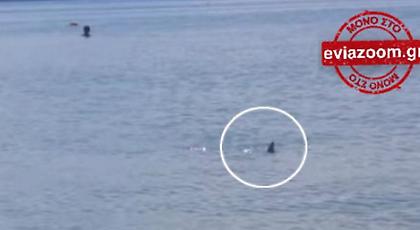 Αλυκές: Καρχαρίας εμφανίστηκε στα ρηχά της παραλίας, ανάμεσα στους λουόμενους! (video)