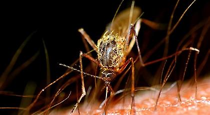 Παραίτηση του γενικού γραμματέα Υγείας ζητά ο Πατούλης για την ελονοσία