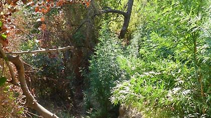 Κρήτη: Αρχαία αντικείμενα και χασισοφυτεία στο ίδιο σημείο!