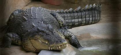 Απίστευτο περιστατικό στην Αυστραλία: Αφησαν ελεύθερους τρεις κροκόδειλους σε σχολείο