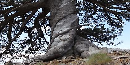 Το γηραιότερο δέντρο της Ευρώπης ζει στην Πίνδο!