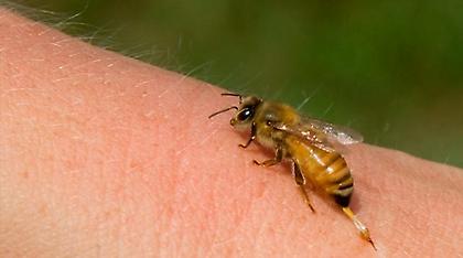 Μαγνησία: Στέλεχος της τοπικής αυτοδιοίκησης νεκρή από τσίμπημα σφήκας