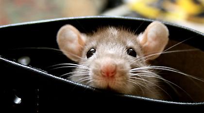 Γαλλία: Ένα... ποντικάκι καθήλωσε στο έδαφος αεροσκάφος της Air France