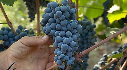 Η αποτυχία του «απερίσκεπτου» ειδικού φόρου στο κρασί και το πλήγμα στους παραγωγούς