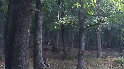 Θεσσαλονίκη: Άνδρας βρέθηκε απαγχονισμένος στο δάσος