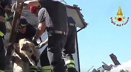 Ο τετράποδος Ρομέο διασώθηκε από τα συντρίμμια 230 ώρες μετά το σεισμό στην Ιταλία! (video)