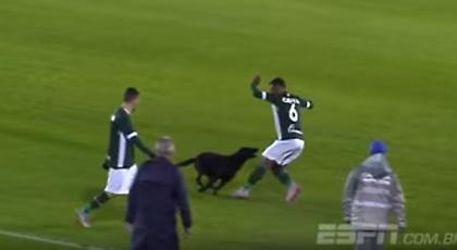 Σκύλος κυνήγησε ποδοσφαιριστή (video)