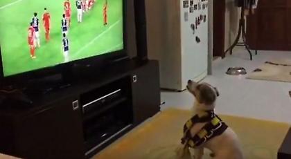 Σκύλος… πανηγυρίζει έξαλλα γκολ της Φενέρμπαχτσε! (video)