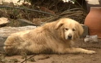 Ο σκύλος από τη Λακωνία που έμεινε πιστός στο αφεντικό του ακόμη και στο θάνατο (video)