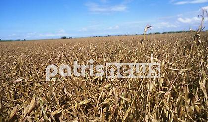 Μαύρη χρονιά για τους παραγωγούς καλαμποκιού στην Ηλεία