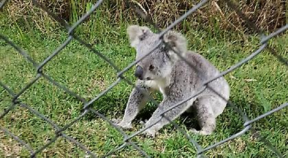 «Ντου» από κοάλα στην Αυστραλία (video)