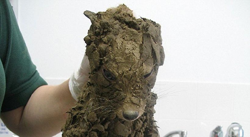 Ένα μυστηριώδες πλάσμα βουτηγμένο στη λάσπη!