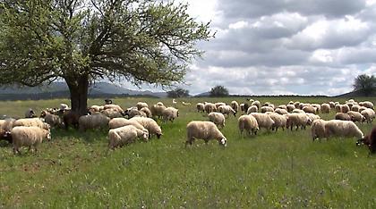 Με αμφισβητούμενο βοσκοτόπι για Πόθεν Έσχες παίρνει κανάλι ο Καλογρίτσας