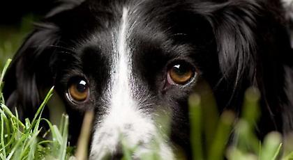Δίωξη σε Νιγηριανό που βάφτισε τον σκύλο του με το όνομα του προέδρου της χώρας