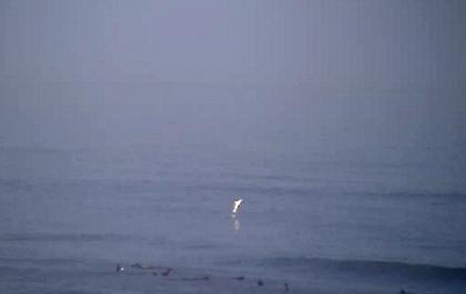 Μικρός λευκός καρχαρίας πετιέται έξω από το νερό κοντά σε σέρφερ