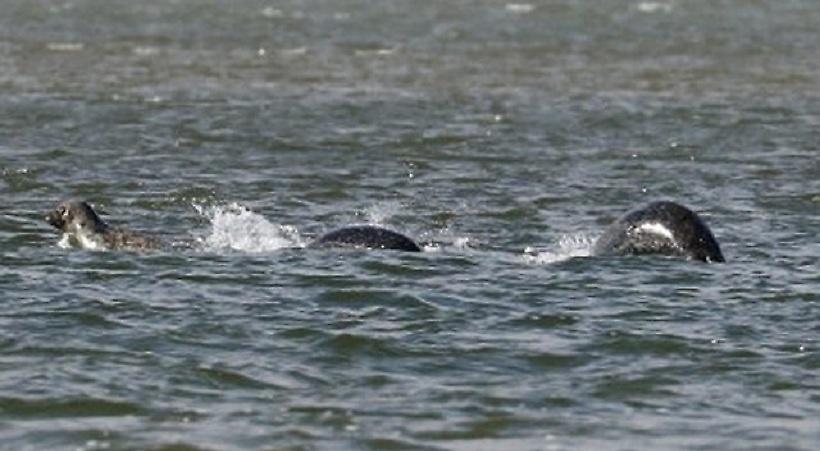 Η πιο καθαρή φωτογραφία από το τέρας του Λοχ Νες (;)