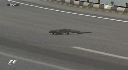 Τεράστια σαύρα εισέβαλε στην πίστα της Σιγκαπούρης! (video)