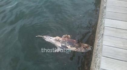 Νεκρό δελφίνι στη Νέα Παραλία της Θεσσαλονίκης (video)