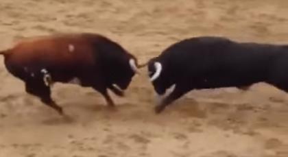 Φρίκη: Νεκροί δυο ταύροι σε μετωπική στην αρένα! (video)