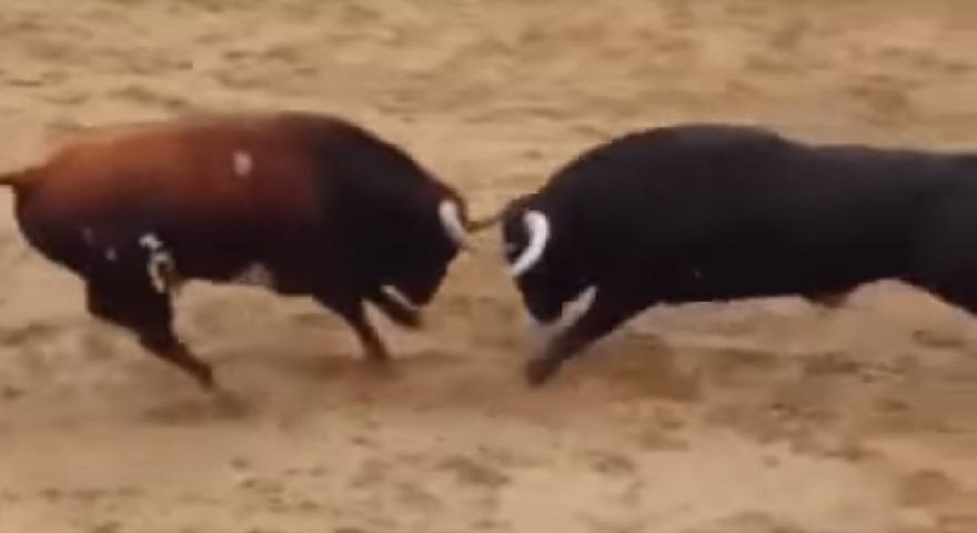 Φρίκη: Νεκροί δυο ταύροι σε μετωπική στην αρένα! (video)