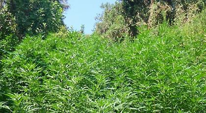 Χασισοφυτεία με χιλιάδες δενδρύλλια ανακάλυψε η ΕΛ.ΑΣ στην Κρήτη