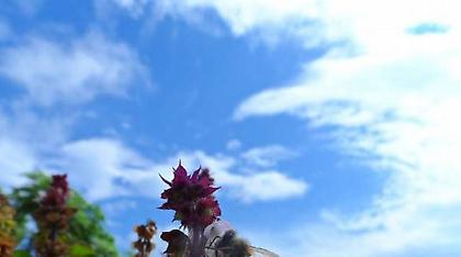 Κυριακή για βόλτες με καλό καιρό! - Σταθερή η θερμοκρασία