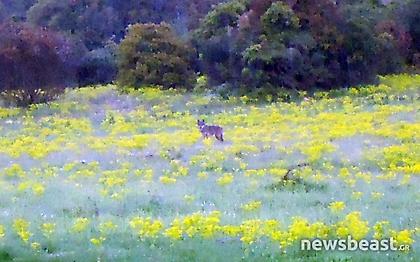Επανεμφανίστηκαν οι λύκοι στην Αττική 50 χρόνια μετά