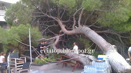 Πλάτανος έπεσε σε τραπέζια καφετέριας στη Χαλκίδα