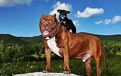 Ο... Δαβίδ και Γολιάθ είναι οι καλύτεροι φίλοι: Πώς ένα πίτμπουλ έγινε «κολλητός» με ένα τσιουάουα!