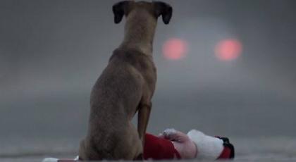 Ένα συγκλονιστικό βίντεο για την Παγκόσμια Ημέρα των Ζώων