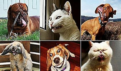 Η εμφάνιση δεν είναι το δυνατό τους σημείο: Τα 25 πιο άσχημα ζωάκια όλων των εποχών!