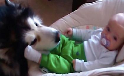 Ότι πιο γλυκό θα δείτε σήμερα: Χάσκι μεταχειρίζεται το νεογέννητο μωρό σαν να είναι δικό του!