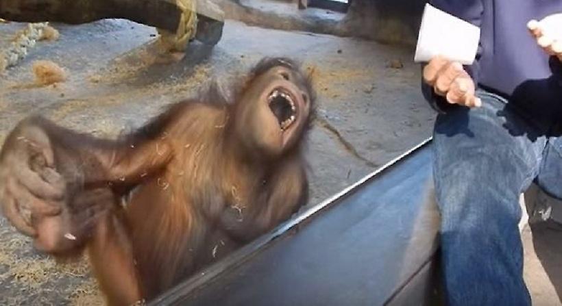 Το βίντεο με τον ουρακοτάγκο που δεν μπορεί να σταματήσει να γελάει είναι ό,τι πιο αστείο θα δεις!