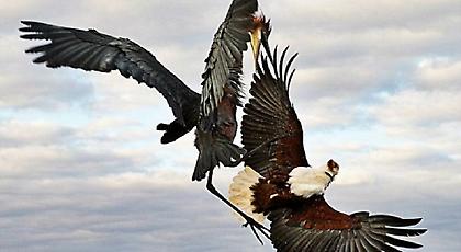 Το ζόρικο πρόσωπο της άγριας φύσης: Ερωδιός- Γολιάθ «τσακίζει» αετό! (pics)